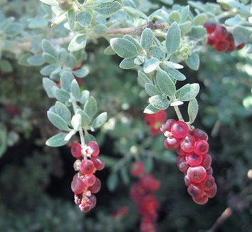Rhagodia from multiple nurseries on Plant Lust