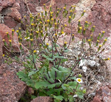 Photo of Senecio mohavensis flower, foliage, form by Stan Shebs