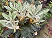Rhododendron 'Laramie'