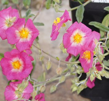 Photo of Helianthemum 'Belgravia Rose' flower by Far Reaches Farm
