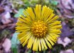 Tussilago