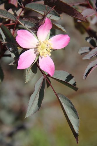 Hedge Rose Rosa Glauca - R. Rubrifolia 50 Bare Root Plants | Robert Dyas
