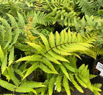 Photo of Polystichum setiferum foliage by plant lust