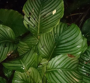 Photo of Calathea orbifolia foliage by Mokkie