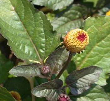 Spilanthes from multiple nurseries on Plant Lust