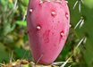 Opuntia
