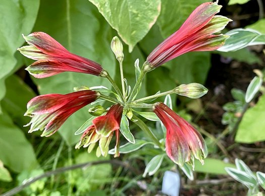 Photo of Alstroemeria psittacina 'Royal Star' by Patricia Cunningham