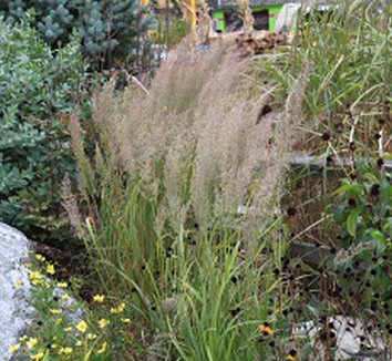 Photo of Calamagrostis arundinacea foliage by Confessions of a Plant Geek