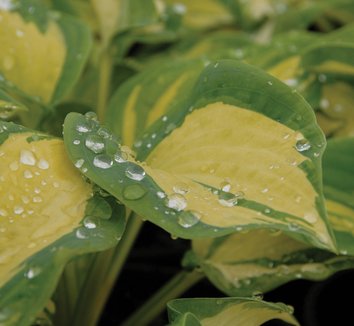 Photo of Hosta 'Great Expectations' foliage by Briggs Plant Propagators