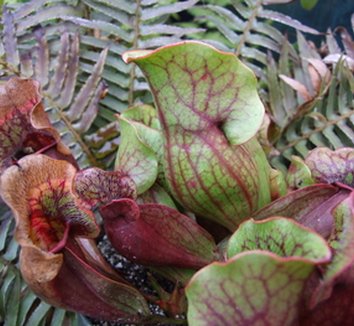 Photo of Sarracenia rubra flower by Dancing Oaks Nursery