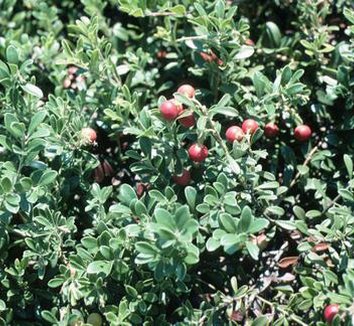 Photo of Arctostaphylos uva-ursi 'Massachusetts' foliage, fruit by Briggs Plant Propagators