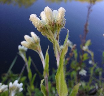 Photo of Antennaria plantaginifolia flower by Fritz Flohr Reynolds