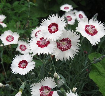 Photo of Dianthus plumarius flower by Annie's Annuals & Perennials