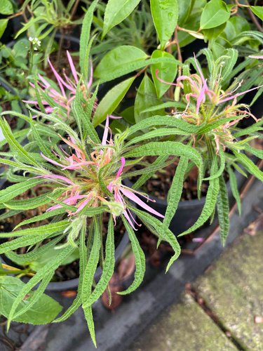 Photo of Spider Azalea flower, folaige by plant lust