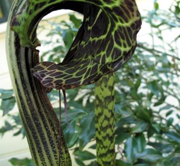 Photo of Arisaema speciosum 'Himalayan Giant' flower by plant lust
