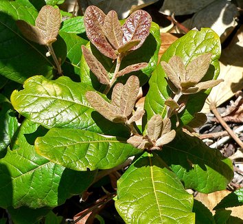 Photo of Quercus costaricensis foliage by Stan Shebs
