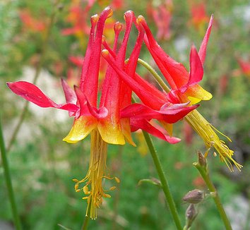 Photo of Aquilegia shockleyi flower by Stan Shebs