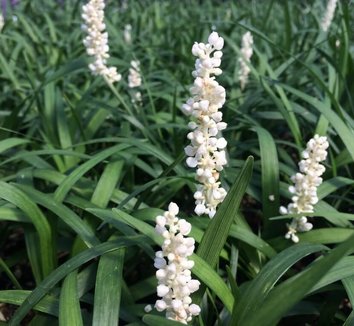 Photo of Liriope muscari 'Monroe White' flower by Little Prince of Oregon
