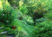 Pennisetum
